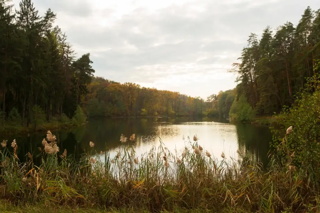 Peaceful lake surrounded by lush green trees and natural woodland